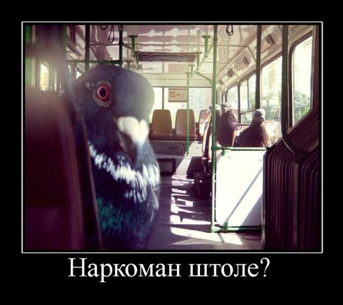 Демотиваторы демотиваторы, прикол, юмор