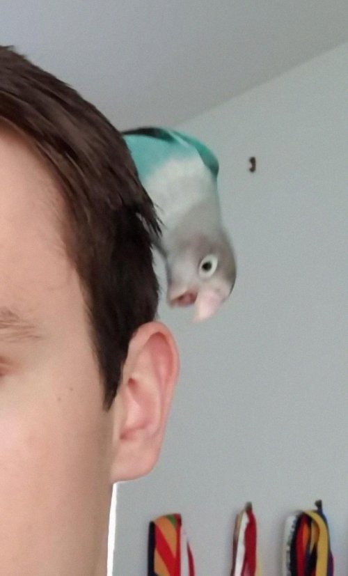 Пернатые бандиты Пернатые бандиты веселые картинки,животные,Истории из жизни,позитив,приколы,Смешные животные