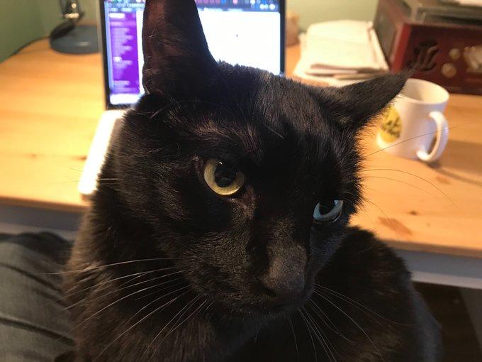 Люди вынуждены работать дома из-за карантина и вот как питомцы им помогают 