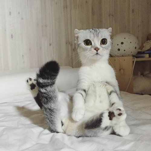 Кошка Хана с большими глазами, взявшая Instagram штурмом (24 фото) Кошка Хана с большими глазами, взявшая Instagram штурмом (24 фото)