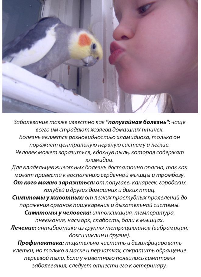 10 болезней, которыми вы можете заразиться от домашних животных 10 болезней, которыми вы можете заразиться от домашних животных