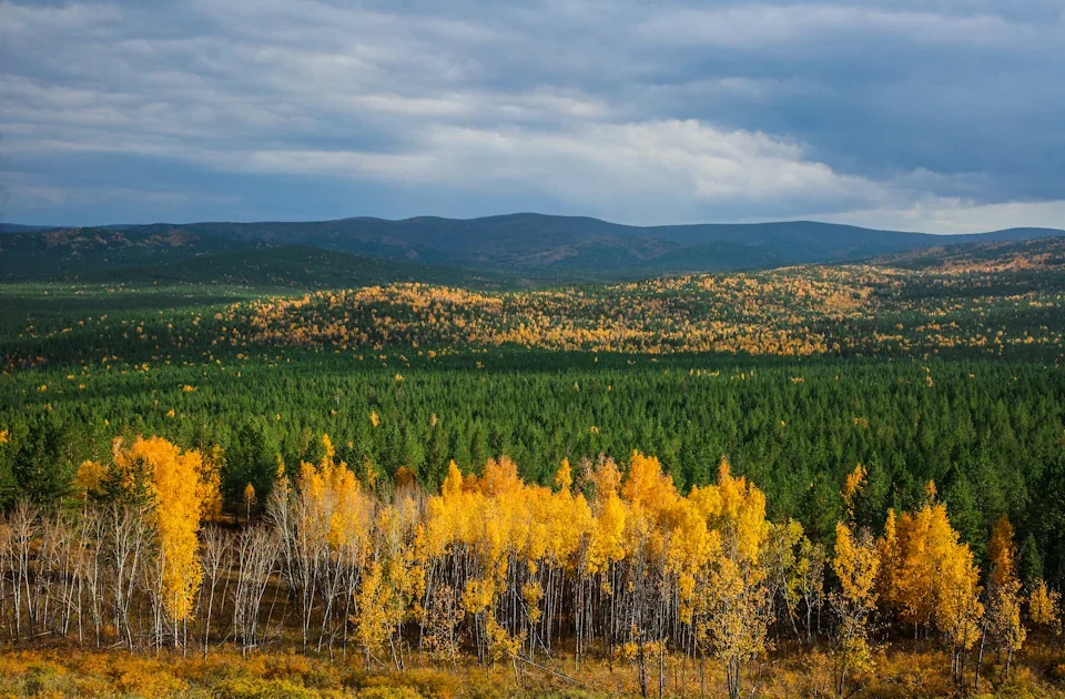 Алтачейский заказник природа