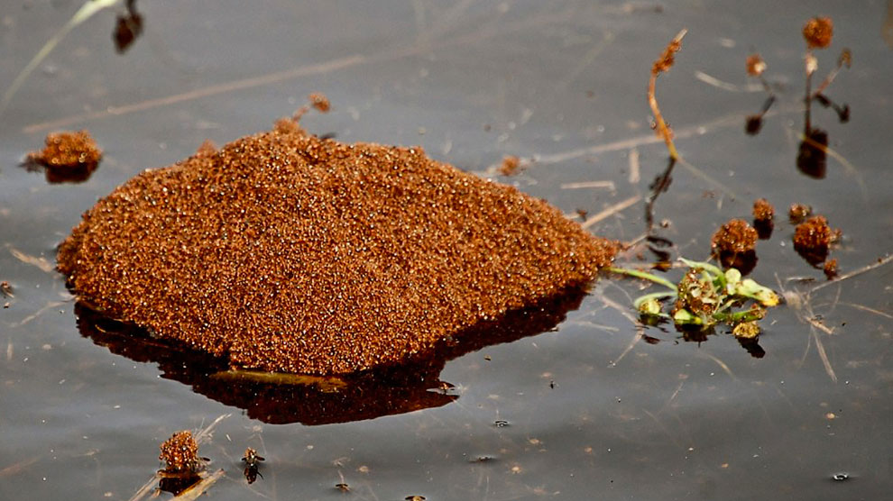 fire ants