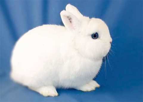 Выбираем декоративного кролика супер