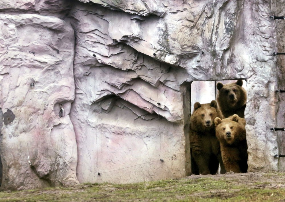 Female brown bears Smilla, top, Alma, left, and Frida peer out of their compound at the zoo in Duisburg, Germany, Friday, Dec. 23, 2016. (Roland Weihrauch/dpa via AP)