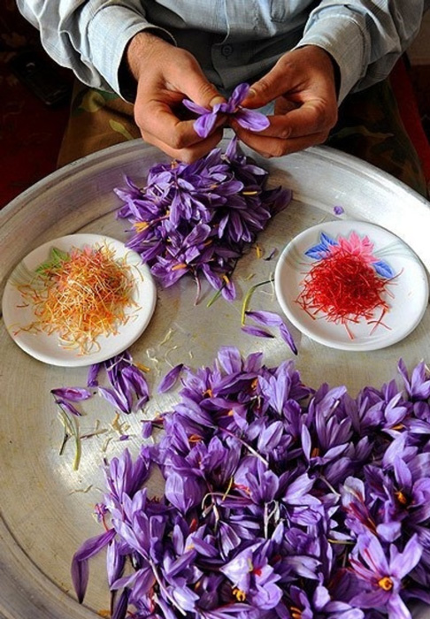 Излюбленный антидепрессант средневековых монахинь шафран