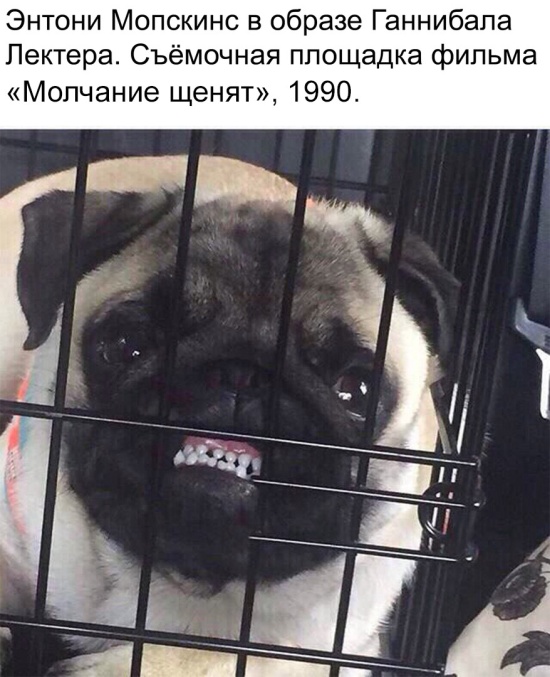 Подборка классных фотографий и забавных картинок с надписями из сети Подборка классных фотографий и забавных картинок с надписями из сети картинки с надписями,смешные комментарии,угарные фотки,фото приколы,шикарные фотографии,юмор