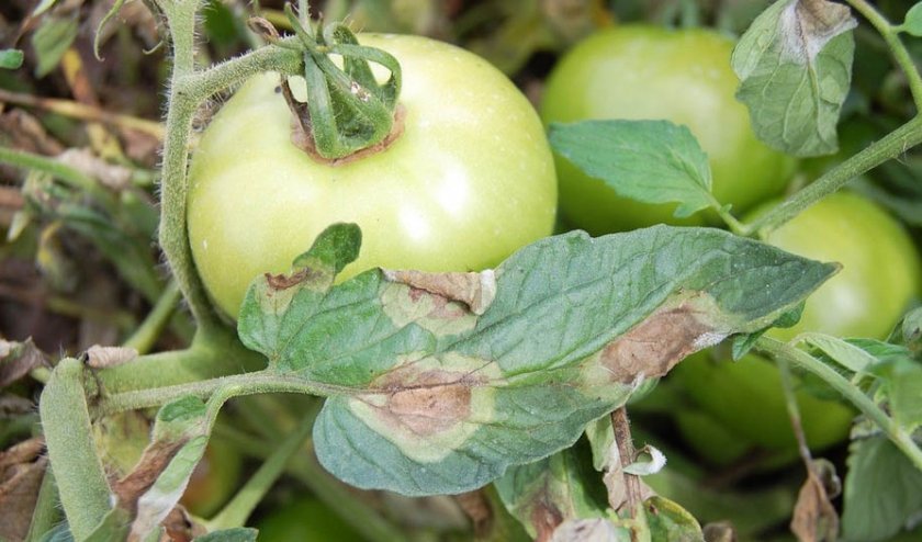 С чего начинается… фитофтора