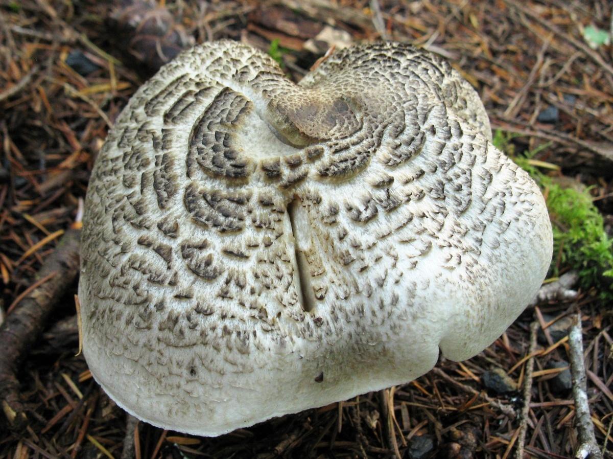 Топ-10 ядовитых грибов, которые точно не стоит класть в корзину диаметре, гриба, имеет, цвета, грибов, Ножка, лесах, после, Шляпка, легко, длиной, ядовитых, можно, смертельно, грибы, через, почти, становится, довольно, нижней