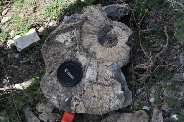 Источник: https://www.ammonit.ru/text/1845.htm