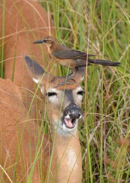 Прикольные и очень прикольные картинки (54 шт)