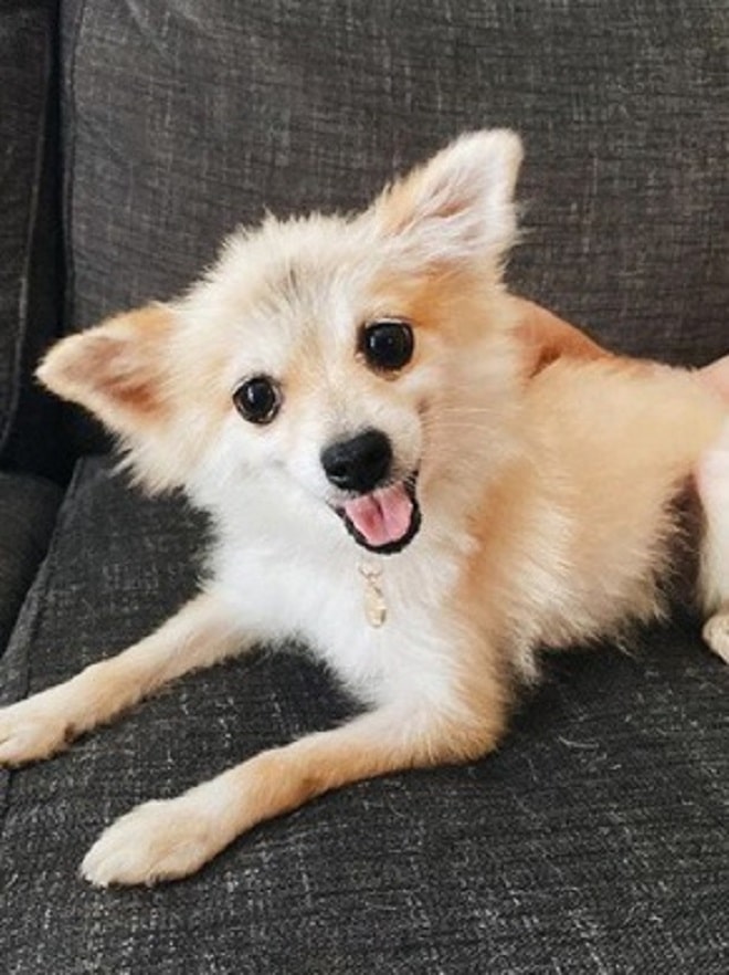 Собака улыбается 