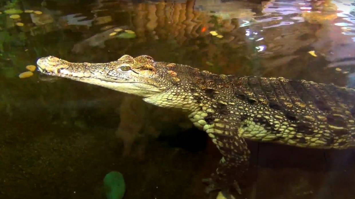 Ялтинский крокодиляриум ждет неожиданное пополнение благодаря летнему потопу