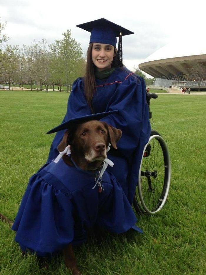 Университет штата Иллинойс вручил учёную степень служебной собаке, которая посещала занятия вместе со своей хозяйкой в мире, добро, домашний питомец, животные, милота, собака, спасение