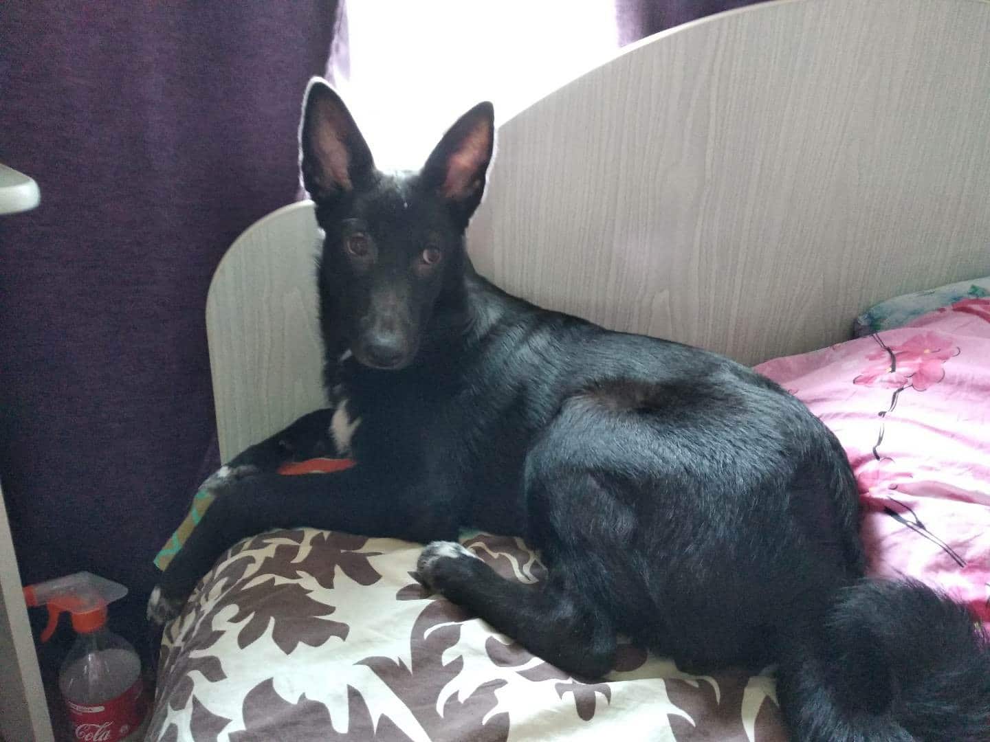 собака на кровати