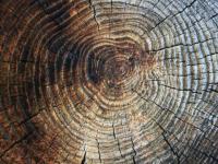 В кольцах древних деревьев могут храниться летописи об эпических космических взрывах