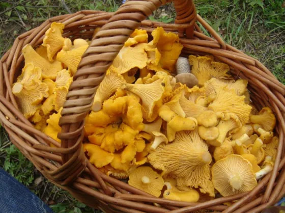 Почему лисички никогда не бывают червивыми
