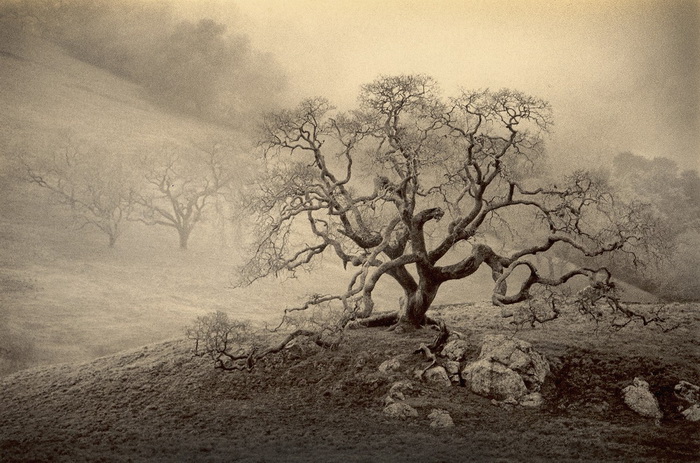 Портреты деревьев Портреты деревьев