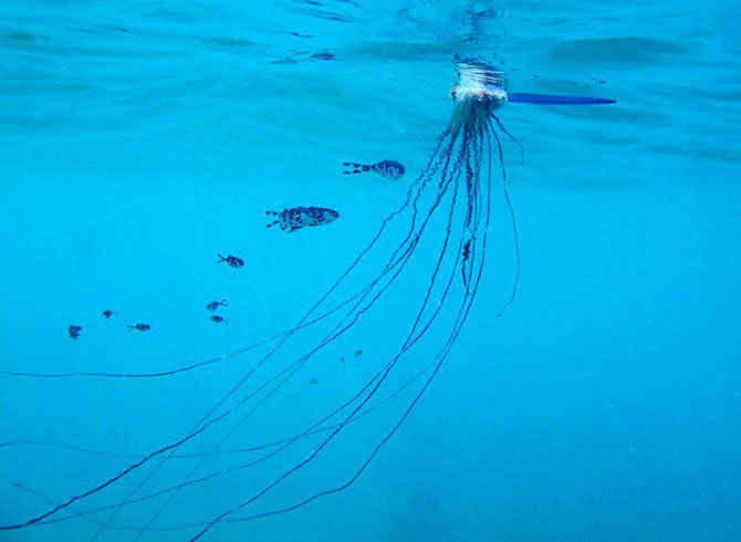 Самые красивые медузы в мире красивые фотографии,шикарные фотографии