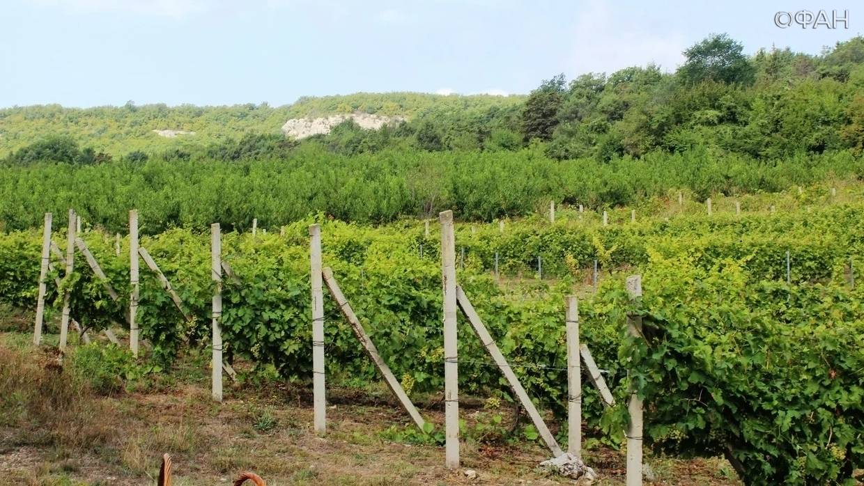 Владелец винодельни рассказал, как ему удалось открыть с нуля частное производство в Крыму