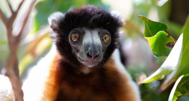 Мадагаскар. Увенчанный сифака (лат. Propithecus coronatus). Crowned sifaka. Madagascar. Фото 25ehaag6 - Freepik.com