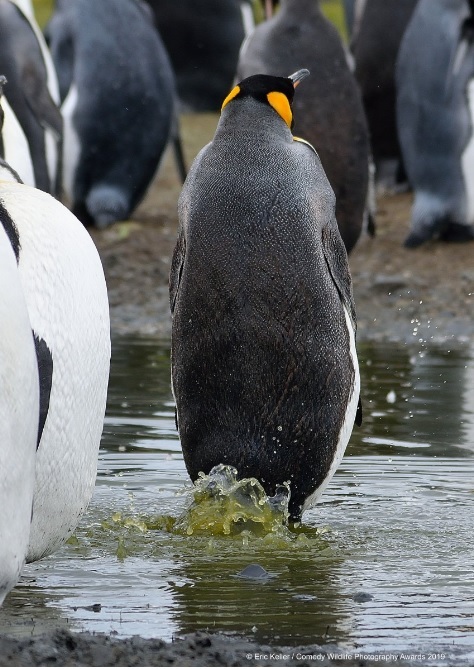 Финалисты конкурса Comedy Wildlife Photography Awards: самые забавные фотки из мира дикой природы за 2019 год 