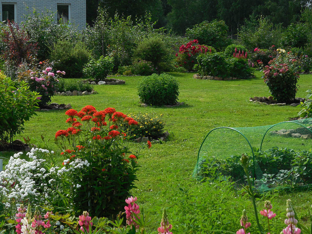 моя любимая дача сад. красивые цветы на даче фото реальные. любимая дача огород. дача моя дача. отдых на даче.