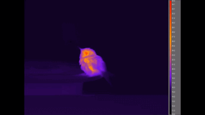 Это колибри в инфракрасном излучении. Первые 30 секунд вы видите птицу в обычном состоянии. Она быстро дышит и намного горячее окружающей среды. Второе видео легко спутать с фотографией — колибри на нём неподвижна, а температура её тела опустилась до температуры окружающей среды. 