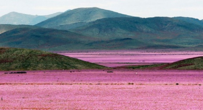 В сезон дождей самая сухая в мире пустыня в Чили расцвела буйным цветом.