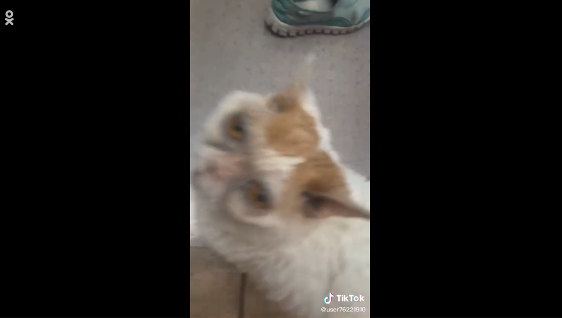 Как выглядит кот видео. Коты с синяками под глазами. Кот с синяками Мем.