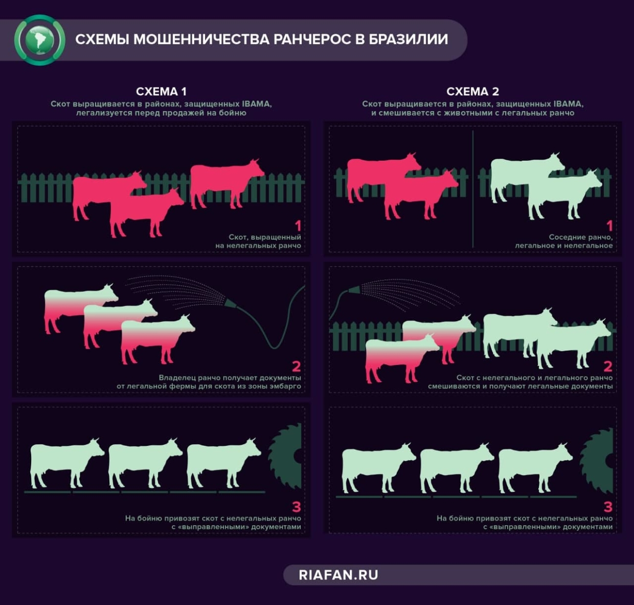 Схемы «озеленения скота», осуществляемые ранчерос