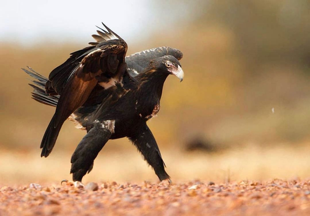 Если кто не знал, то в Австралии тоже были свои ковбои. Данное фото орла — прямое тому подтверждение.