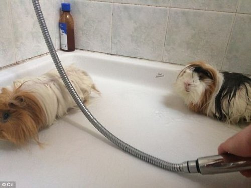 Домашние животные, которые не любят водные процедуры (17 фото)