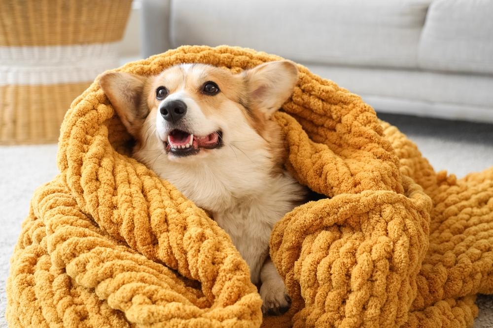 Собака боится оставаться одна: что такое сепарационная тревога у животных и как с ней работать животное, собаки, чтобы, сепарационной, собака, например, хозяина, одиночестве, кошек, тревога, собаку, будет, перед, тревоги, всего, стресс, также, может, можно, разлуки