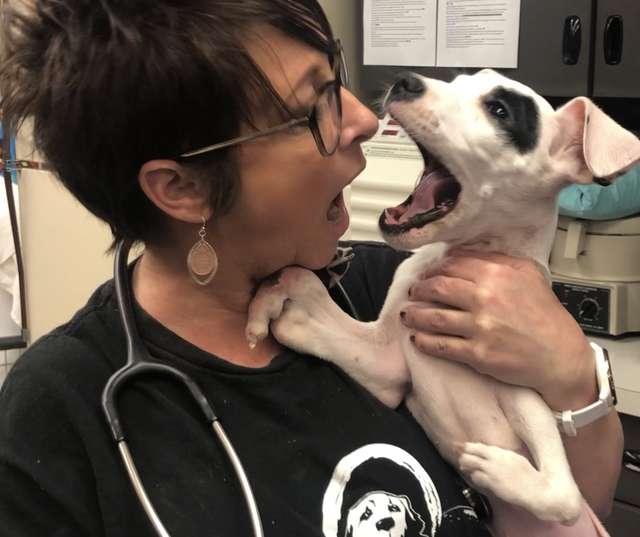 смешной щенок