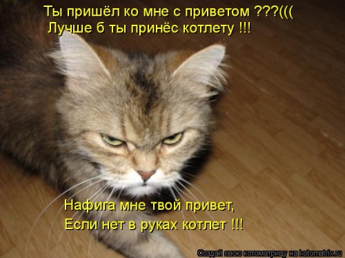 Свежая котоматрица  смешные картинки