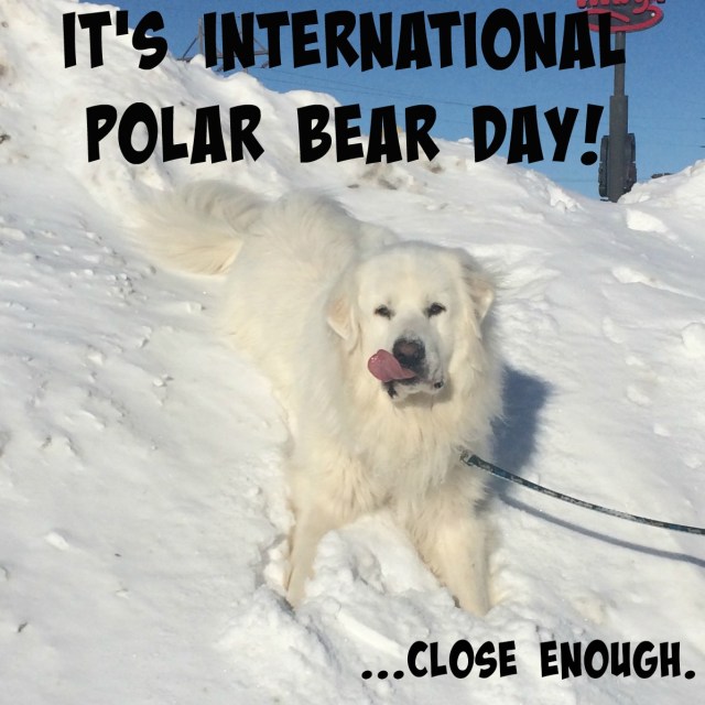 Does your Great Pyrenees think he's a polar bear too? Come celebrate International Polar Bear Day with us to try and help these magnificent animals!