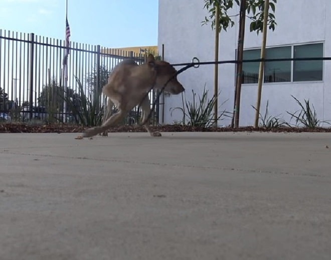 Пес убегает