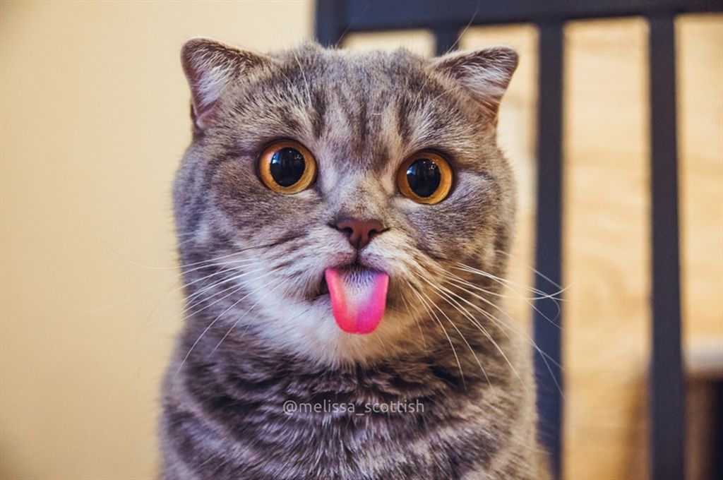 Открытки, смешные котики онлайн смотреть сейчас