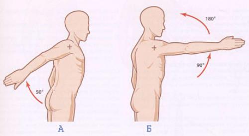 Как накачать плечи в домашних условиях. Как правильно организовать тренировки с учётом анатомических особенностей плеча?
