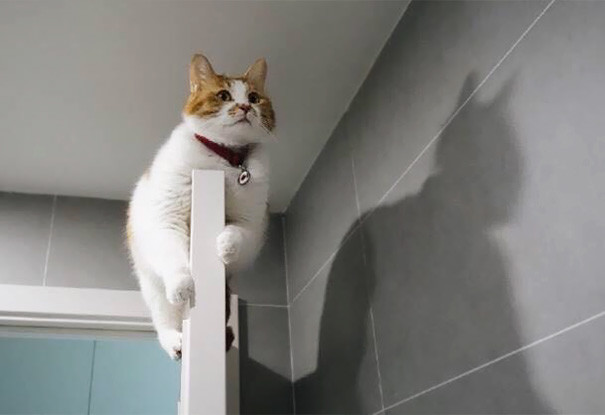 45 невероятных теней, которые заставят вас взглянуть на них дважды