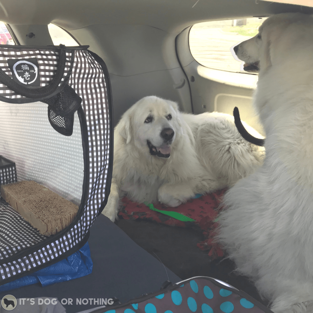 A recap of day three of our move from Washington to Virginia with four Great Pyrenees and a cat! | It's Dog or Nothing