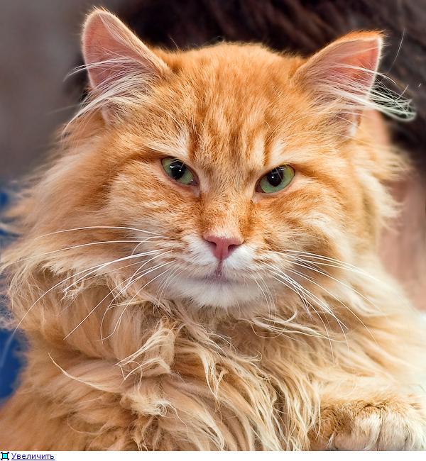 Картинки по запросу фото толстого рыжего кота
