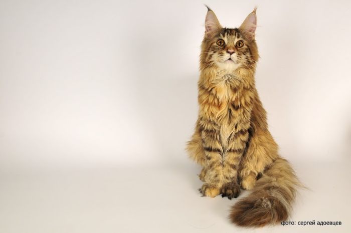 Кошачья фотосессия Кошачья фотосессия