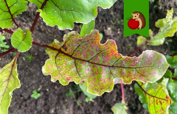 Покрасневшие листья свеклы и мелкие корнеплоды – это причина и следствие. Во-первых, изменение цвета листвы говорит о том, что растениям чего-то не хватает.