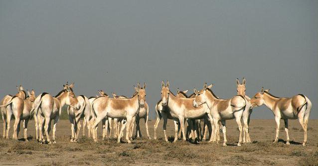 Дикий осел: образ жизни, фото