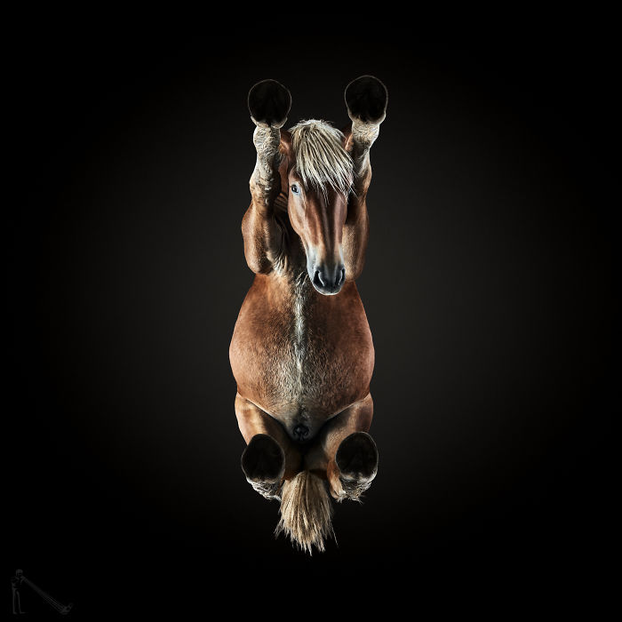 Under-horse: I Photograph Horses From Underneath