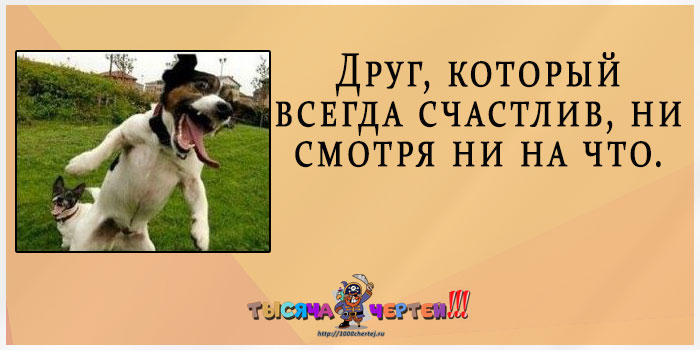 Прикольная классификация друзей по 20 типам. Демонстрируют животные Прикольная классификация друзей по 20 типам. Демонстрируют животные