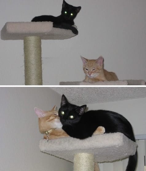 Когда я был котёнком: коты воссоздают свои детские фото до и после, животные, коты, кошки, мило, питомцы, сравнение, фото