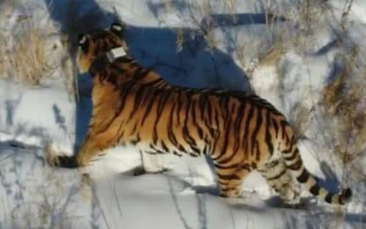 В Приморье тигрица Елена продефилировала вдоль погранзаставы перед пограничниками
